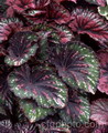 بگونیا رکس , CHARLES PLUMIER,Queen Alexandra Begonia 
